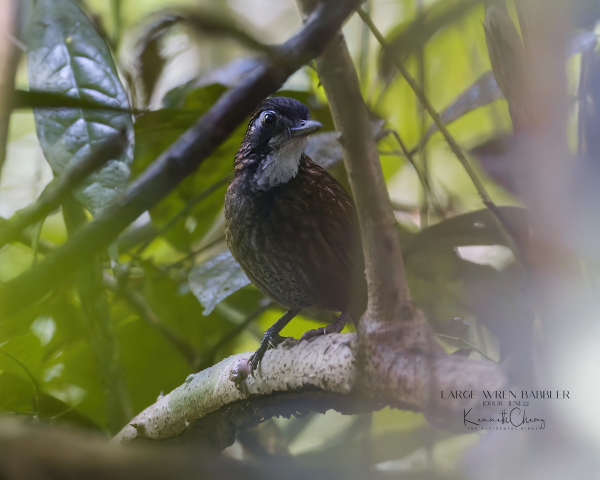 Large Wren-Babbler - ML456088471