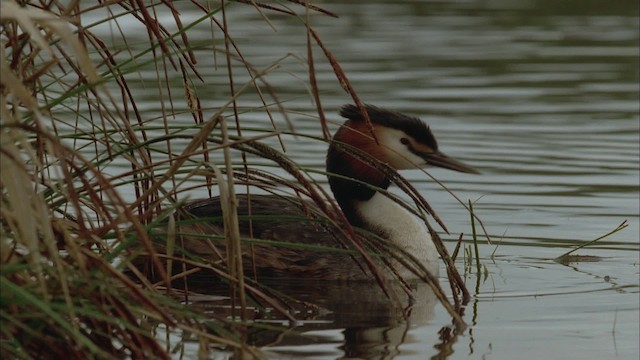 Great Crested Grebe - ML456089