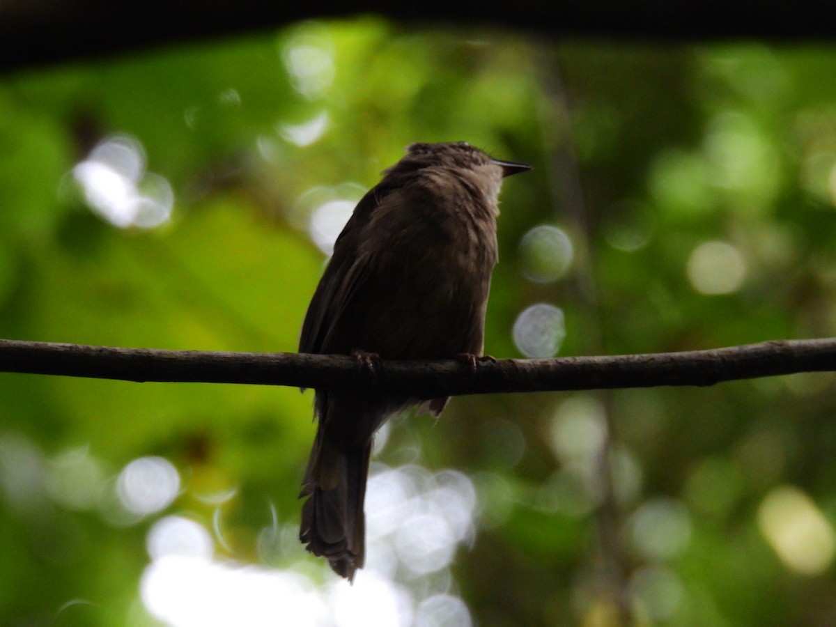 Olive-winged Bulbul - ML456090141