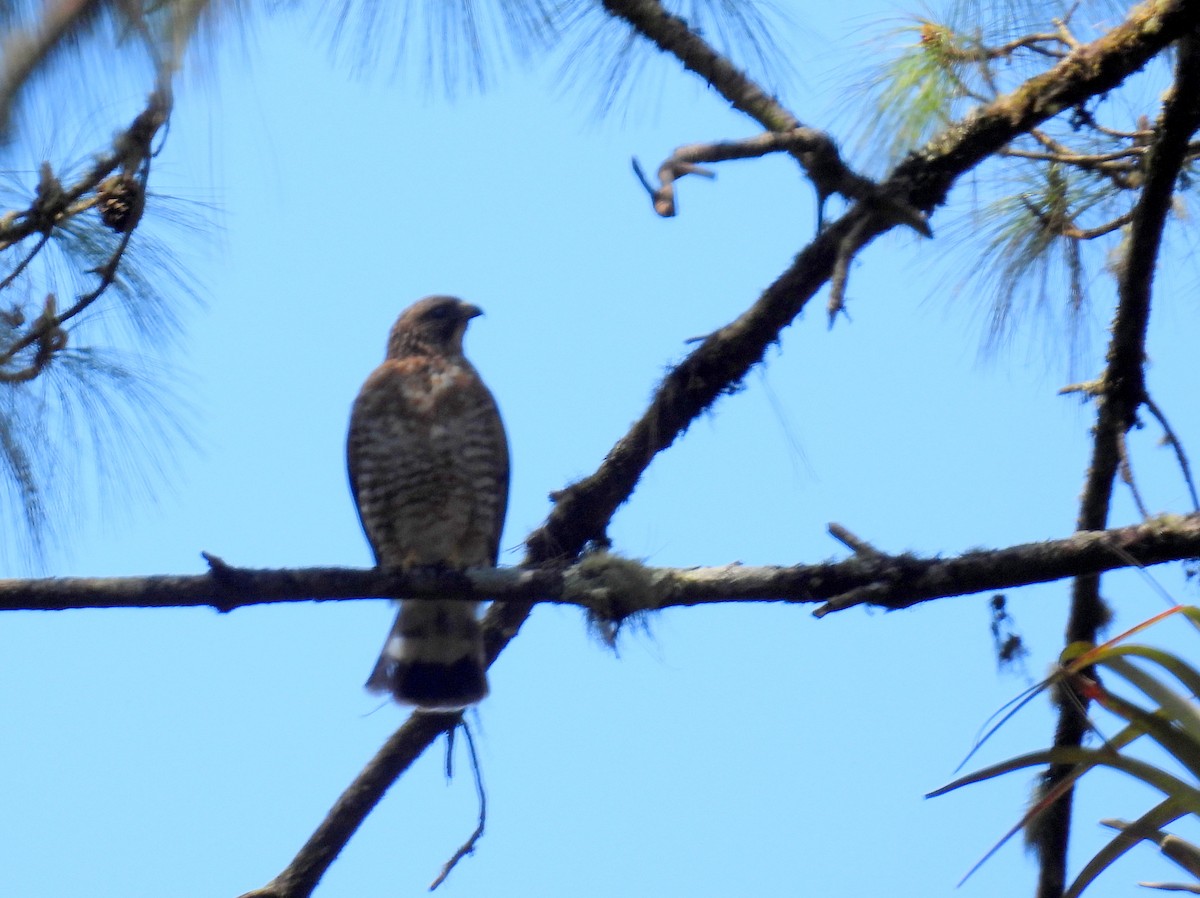 Broad-winged Hawk - bob butler