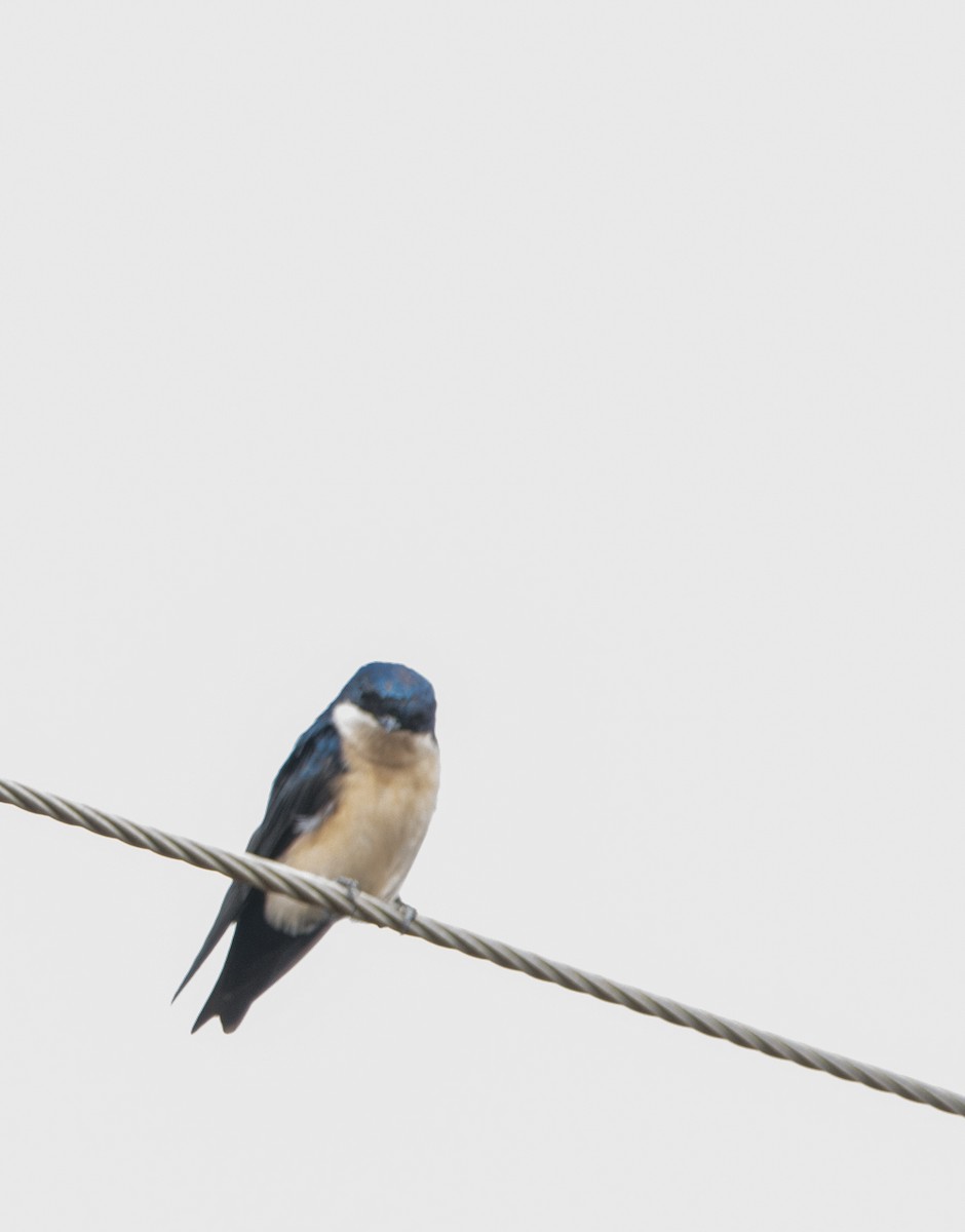 Blue-and-white Swallow (cyanoleuca) - Elisa Focante