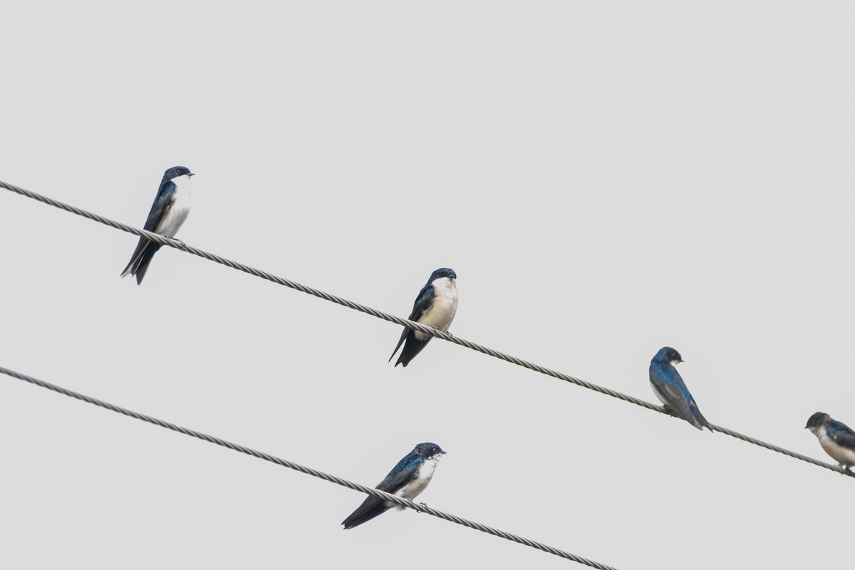 Blue-and-white Swallow (cyanoleuca) - Elisa Focante