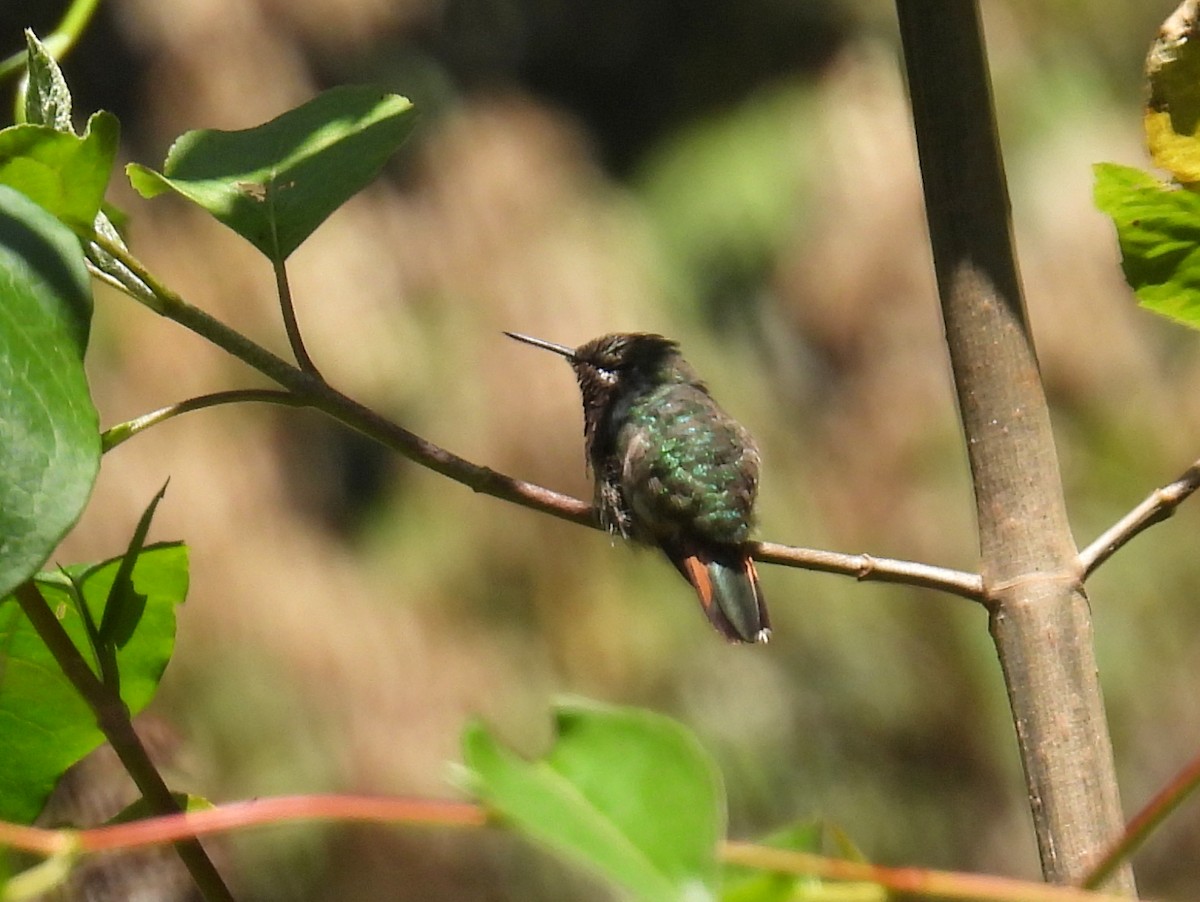 Bumblebee Hummingbird - ML456091321