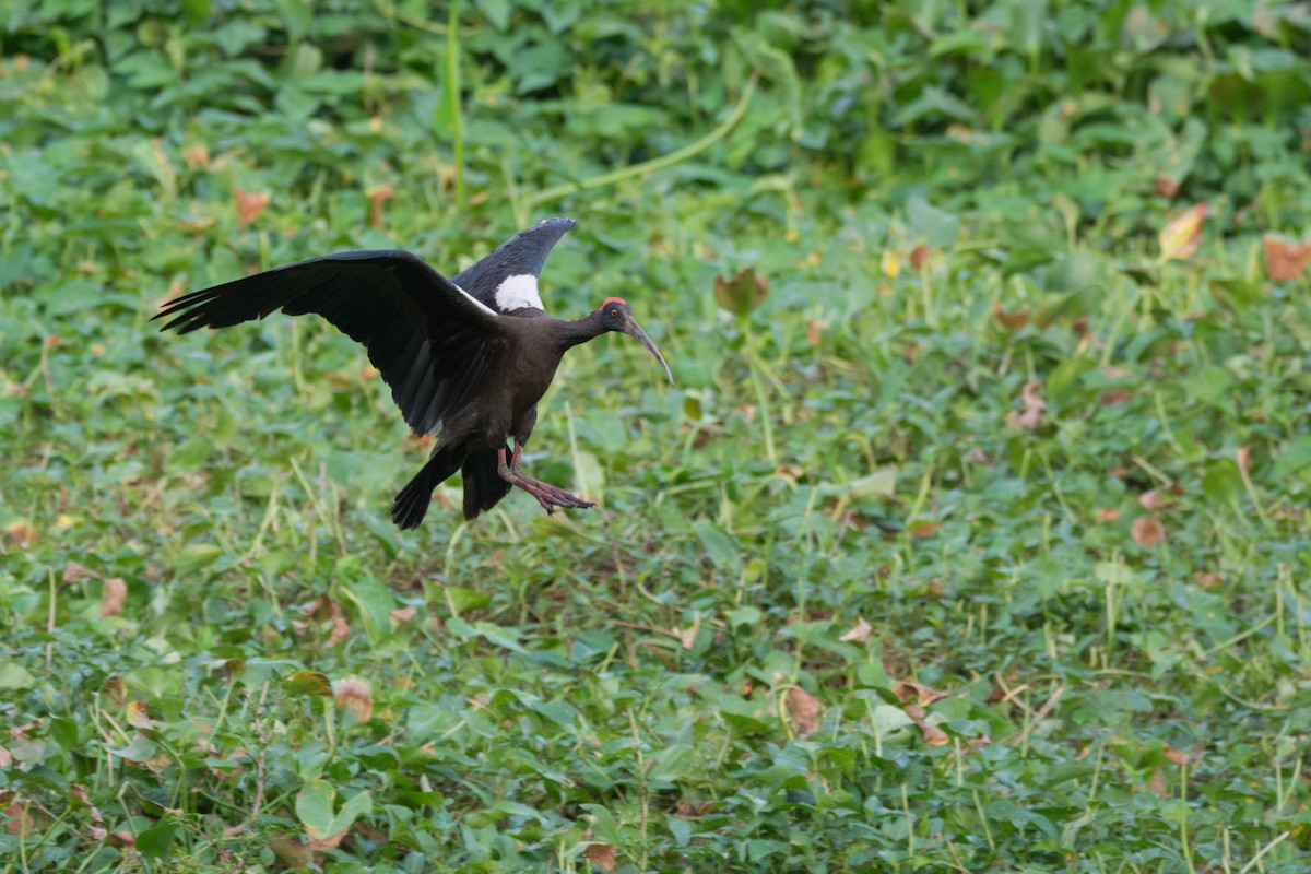 Red-naped Ibis - ML456092881