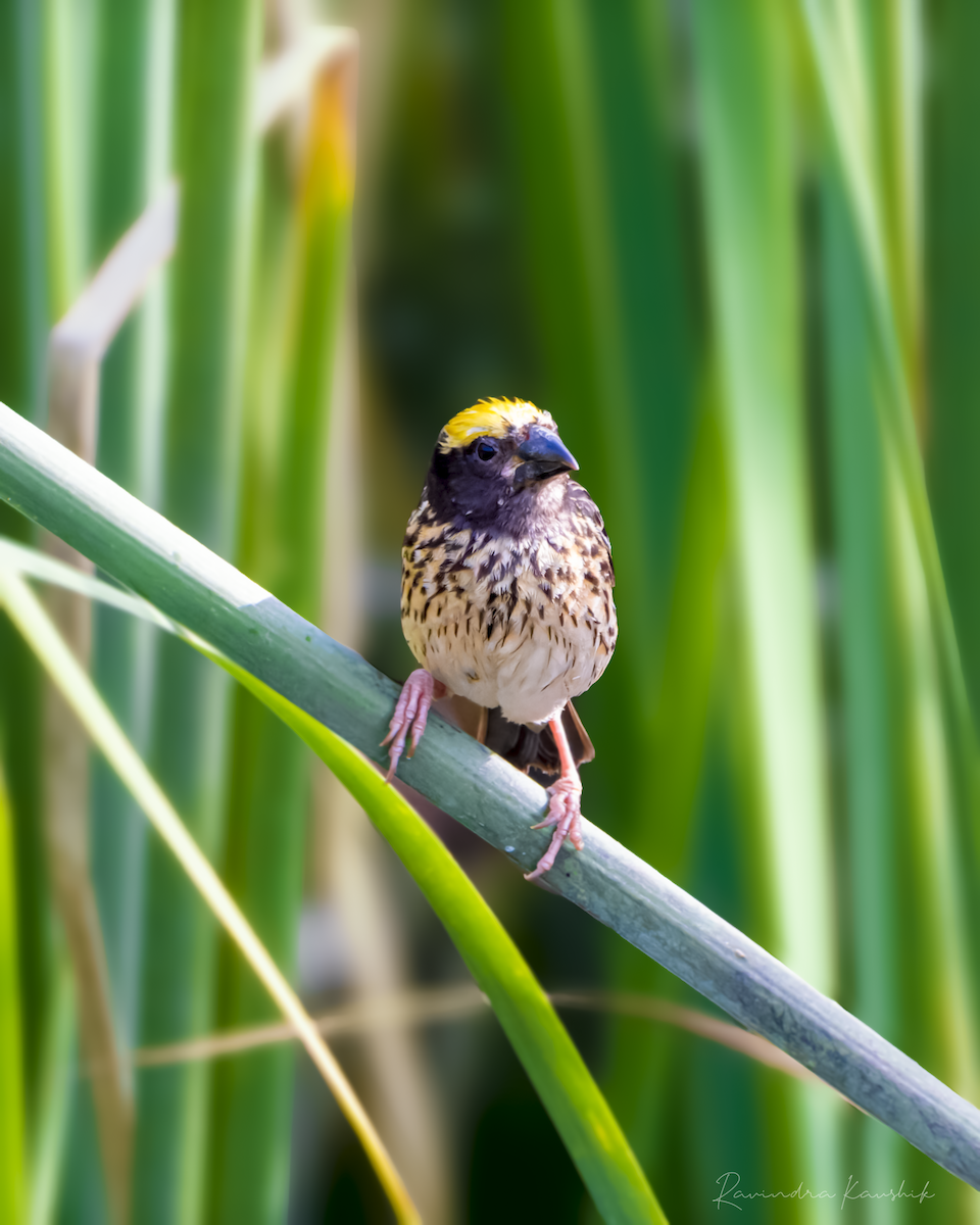 Streaked Weaver - Ravindra Kaushik