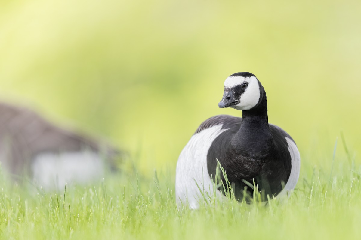 Barnacle Goose - ML456094931