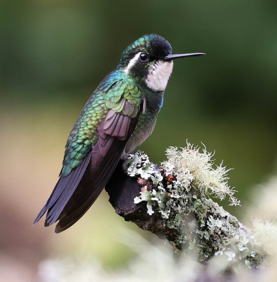 White-throated Mountain-gem - Tom Driscoll