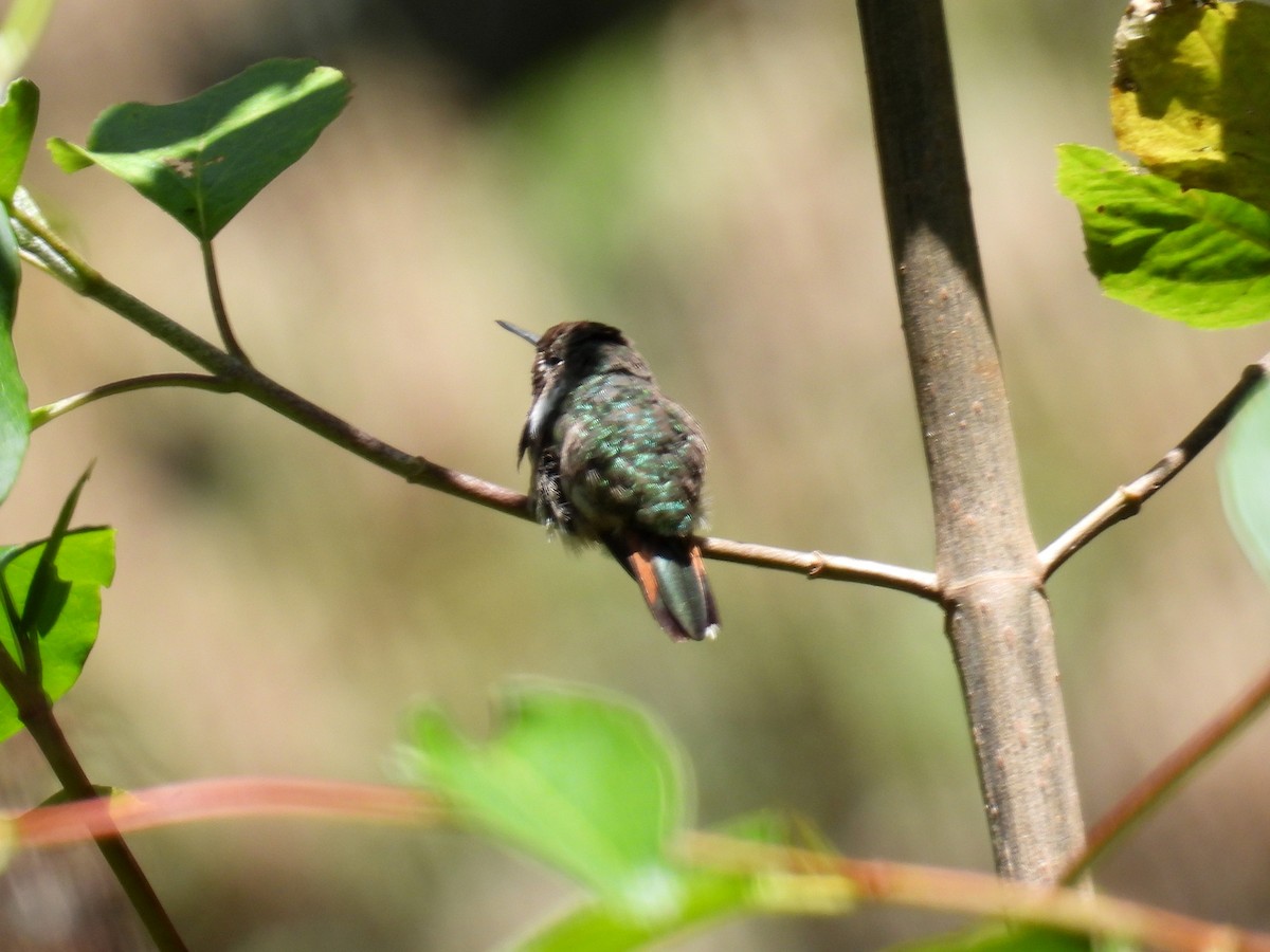 Bumblebee Hummingbird - bob butler