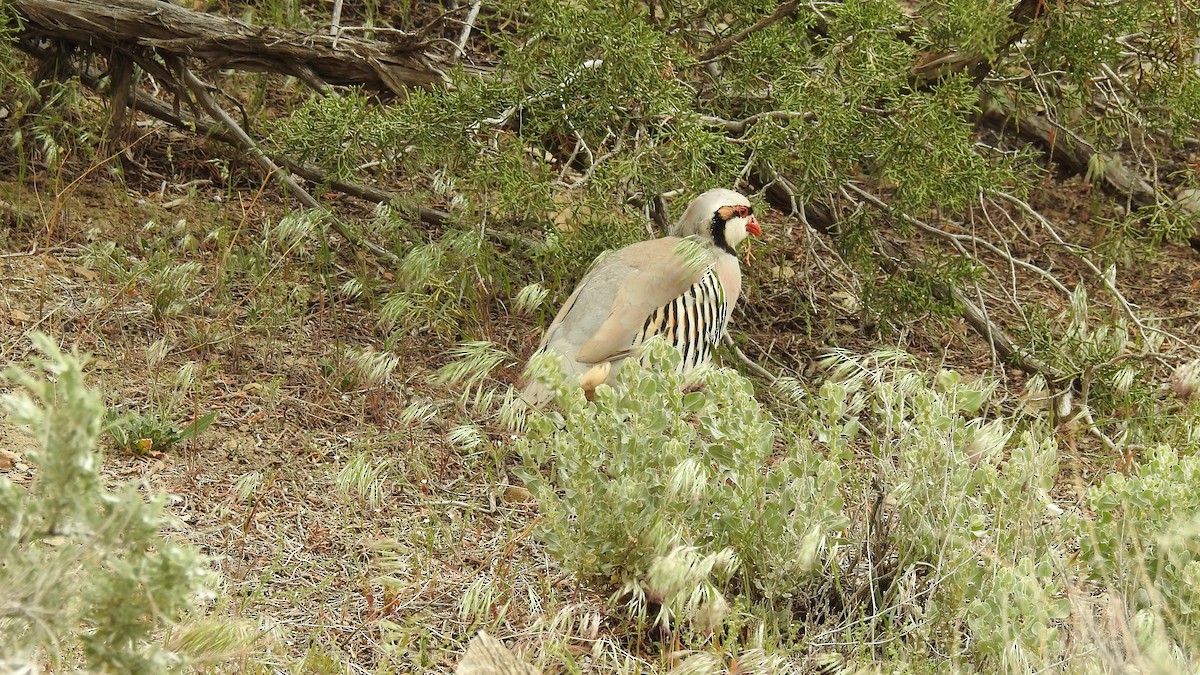 Chukar - ML456098151