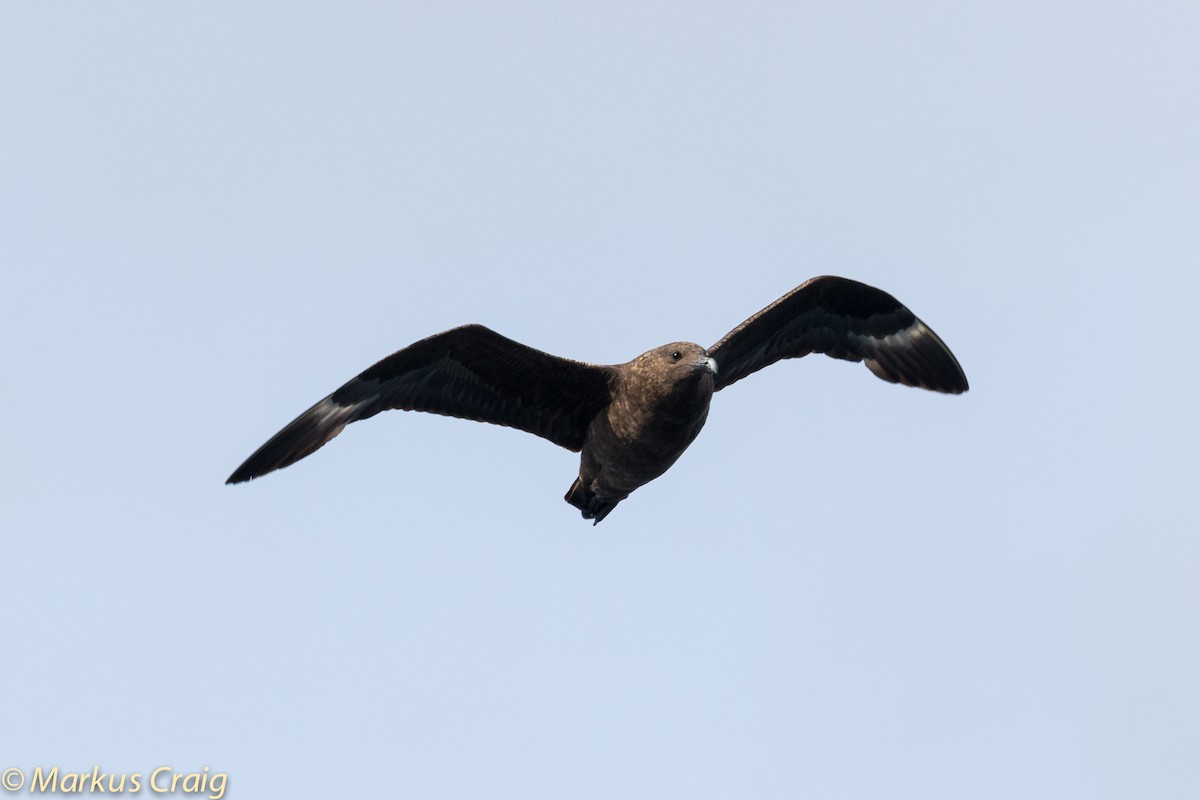 Brown Skua (Subantarctic) - Markus Craig