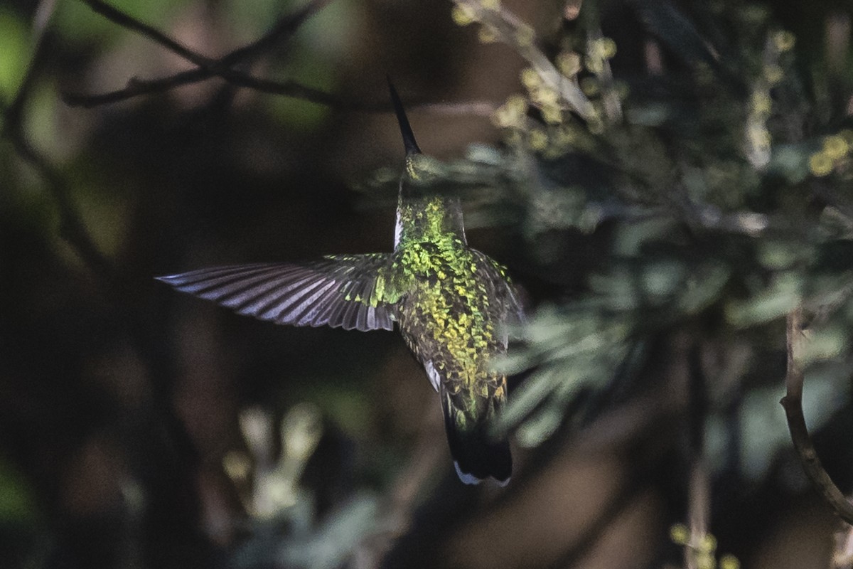 White-throated Hummingbird - ML456101051