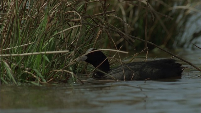 Eurasian Coot - ML456102