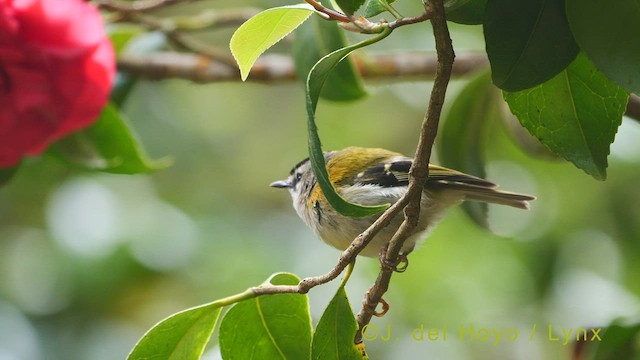 Madeira Firecrest - ML456102541