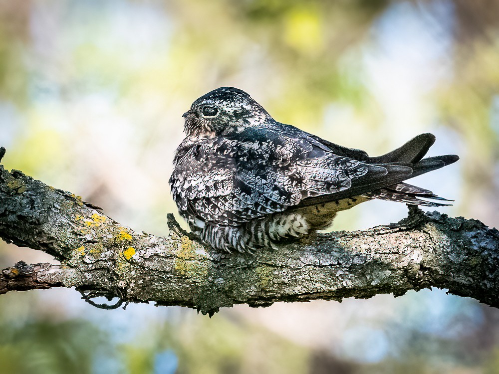 Common Nighthawk - Claude Garand