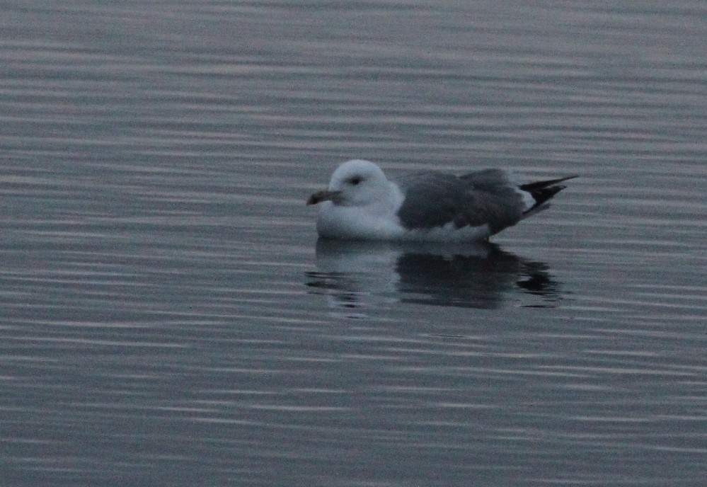 Caspian Gull - ML456109241