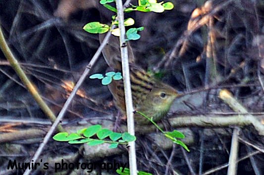 Lanceolated Warbler - ML456110441