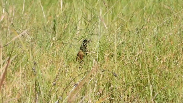 Black Coucal - ML456110531