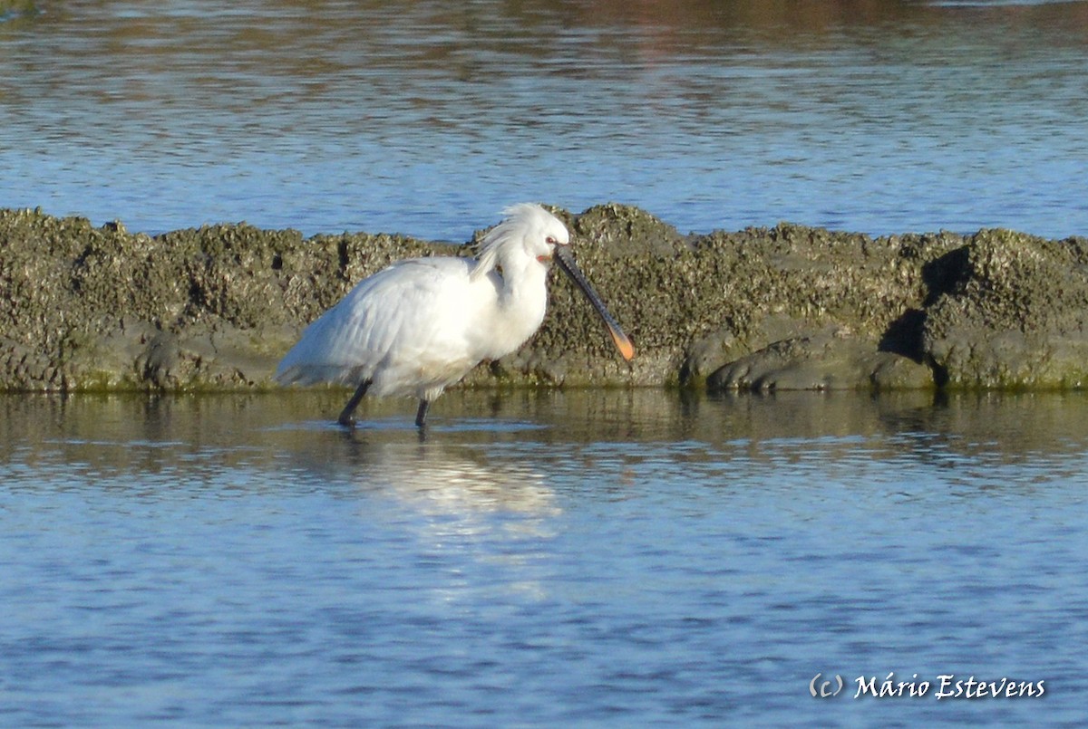 Eurasian Spoonbill - Mário Estevens