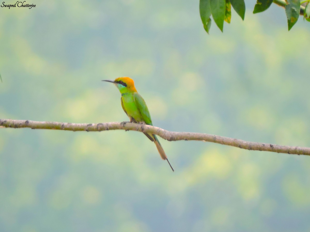 Asian Green Bee-eater - ML456111331