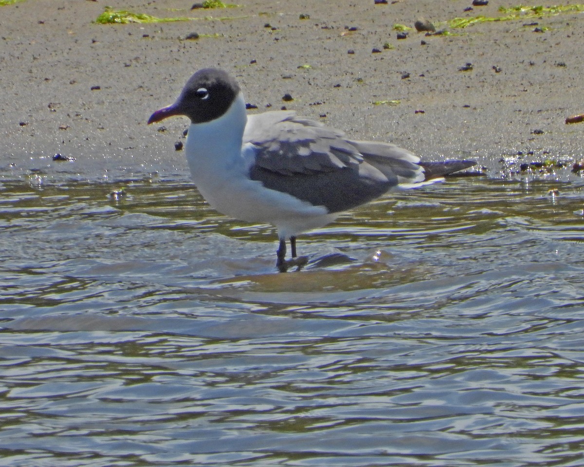 Gaviota Guanaguanare - ML456111621