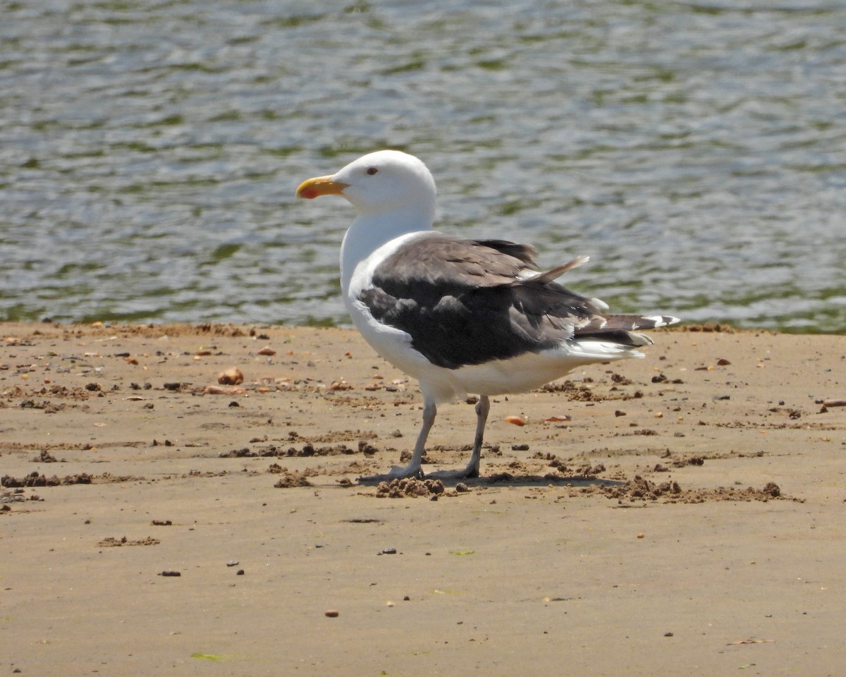 Great Black-backed Gull - ML456112121