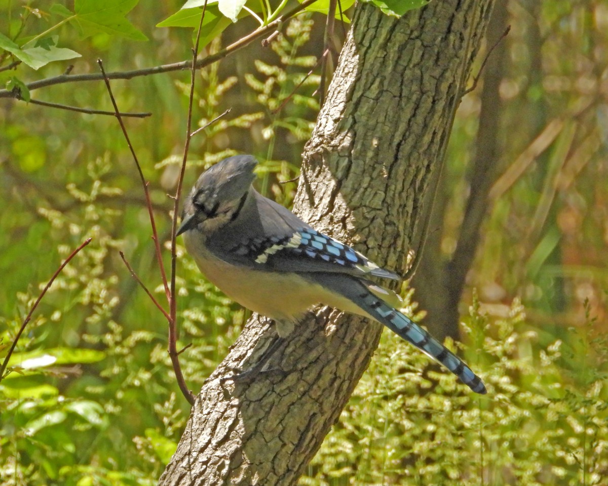 Blue Jay - ML456114291