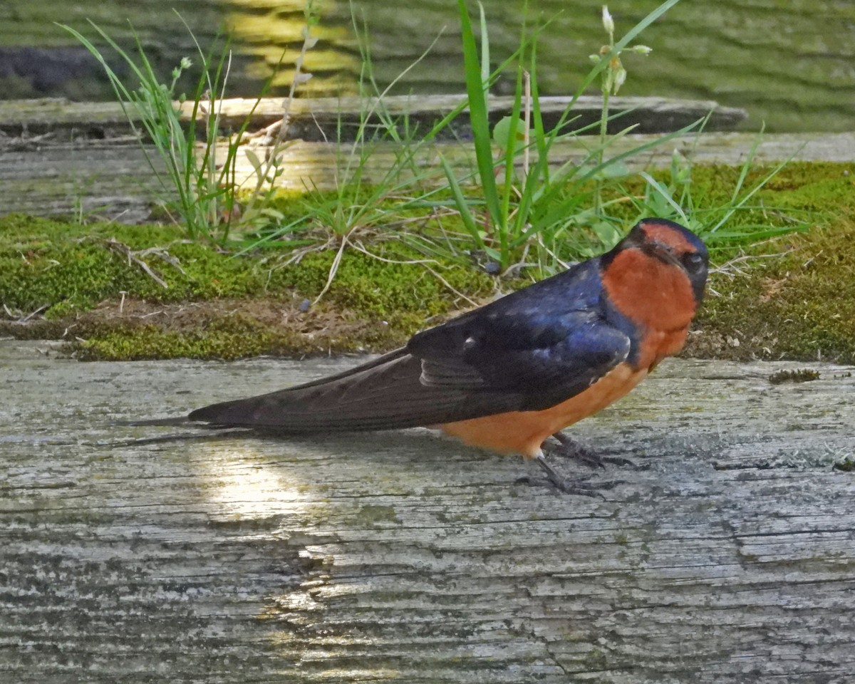 Barn Swallow - ML456114981