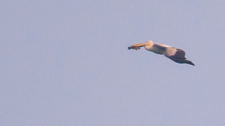 pelikán skvrnozobý - ML456116231