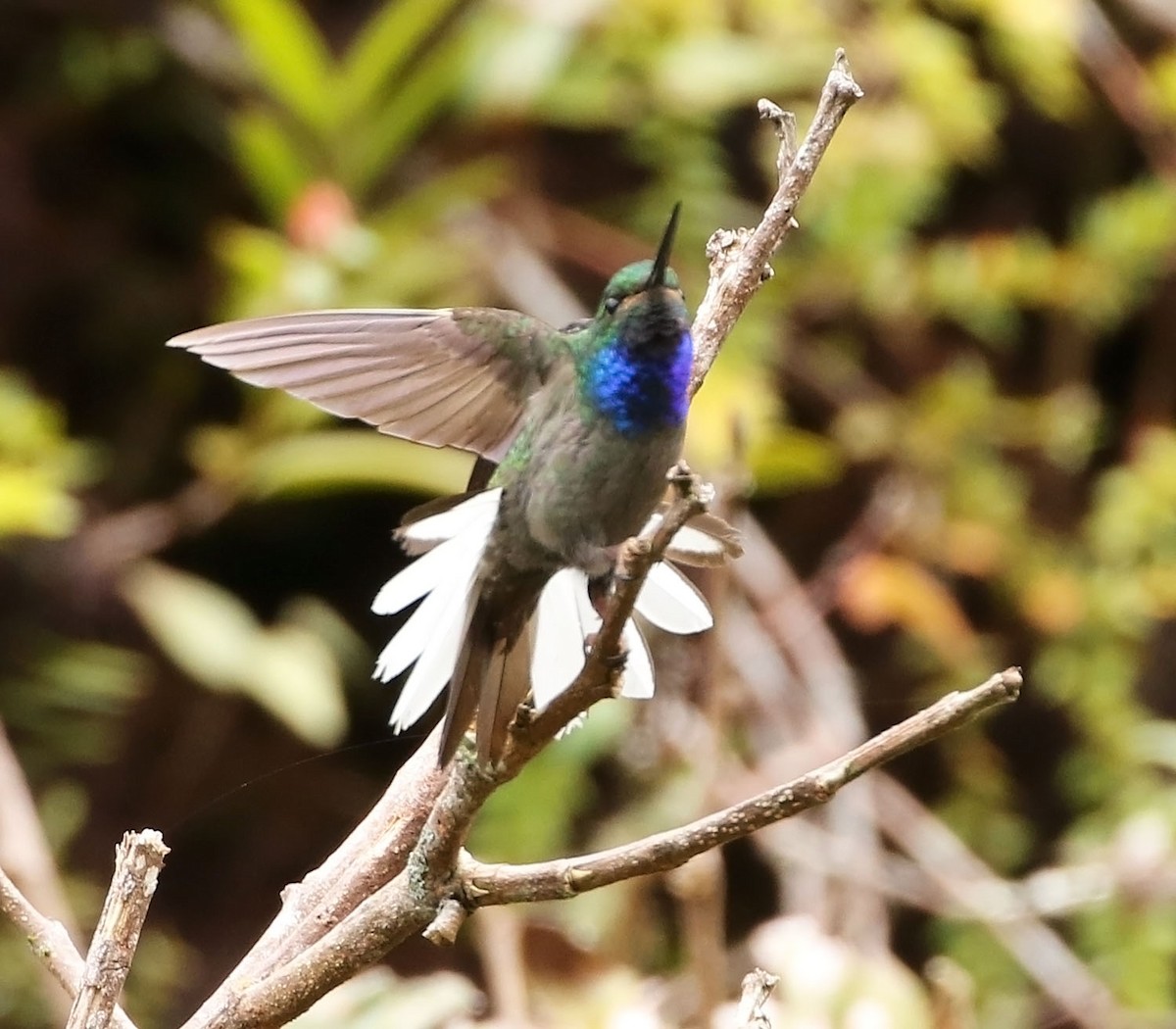 kolibřík zelenohřbetý - ML456116691