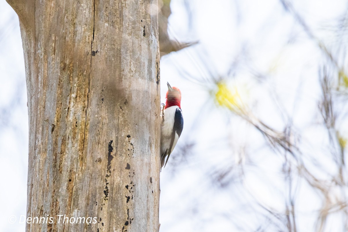 Red-headed Woodpecker - ML456116841