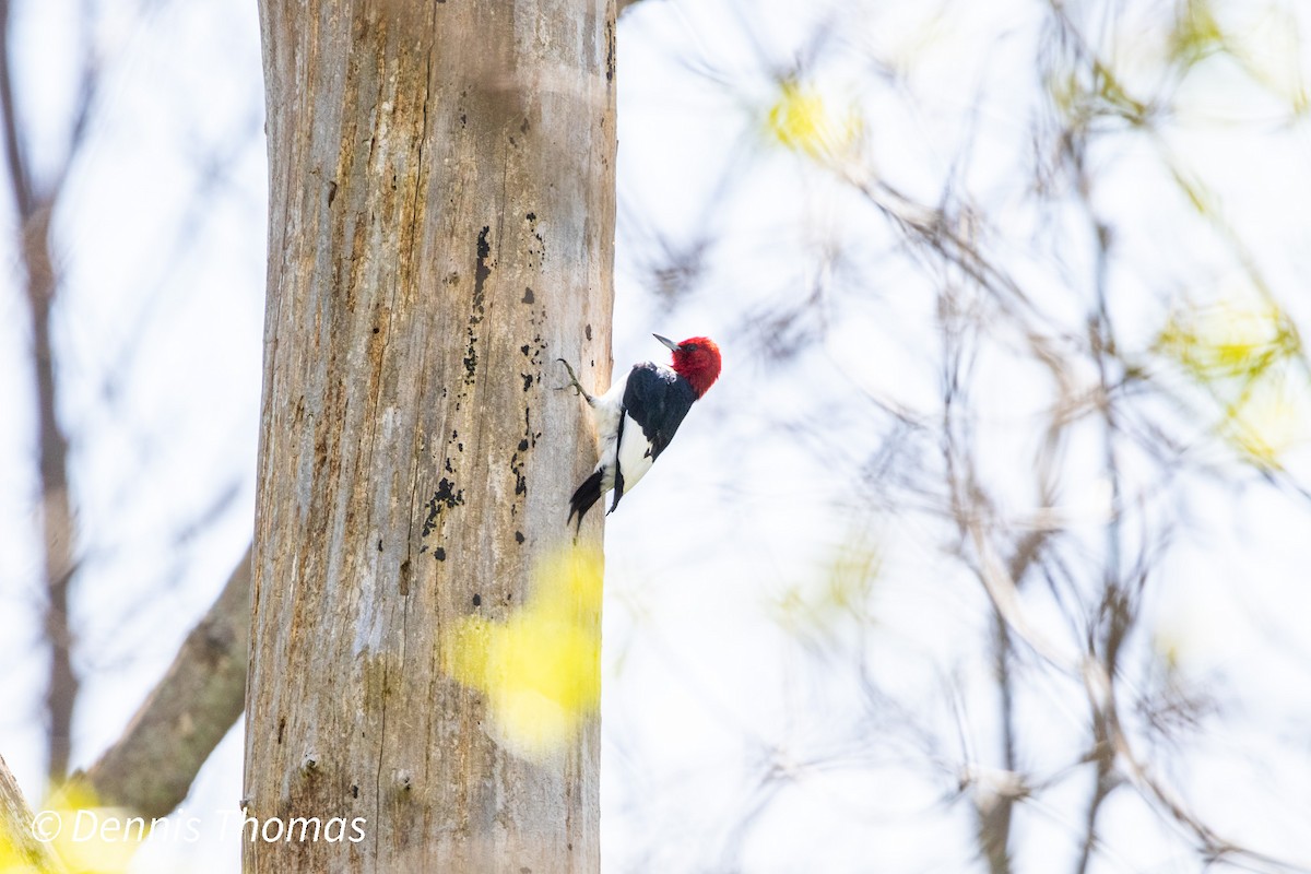 Red-headed Woodpecker - ML456116861