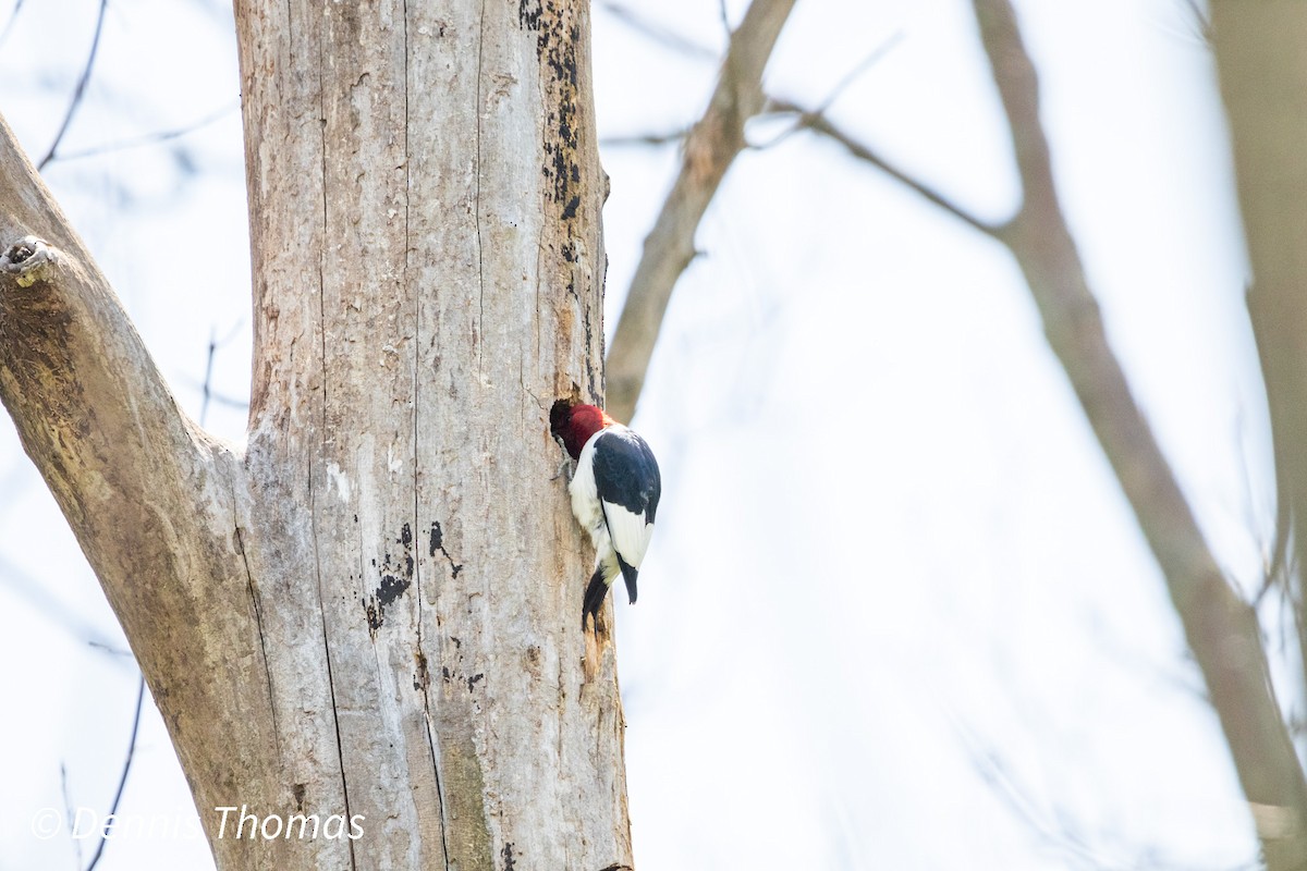 Red-headed Woodpecker - ML456116871