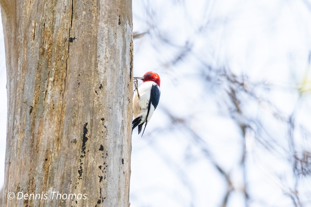 Red-headed Woodpecker - ML456116911