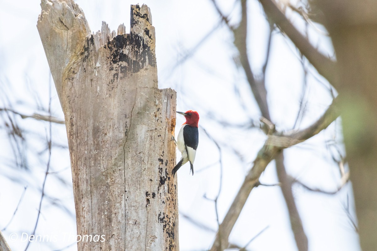 Red-headed Woodpecker - ML456116931
