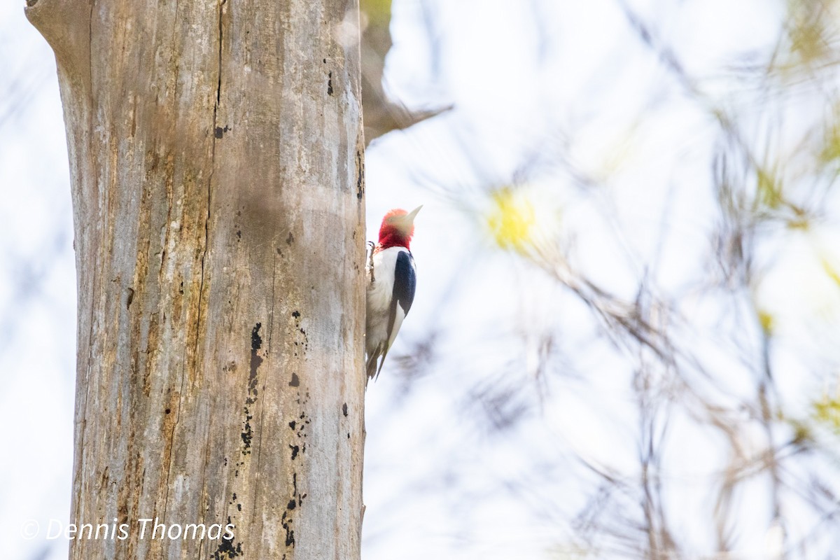 Red-headed Woodpecker - ML456116941