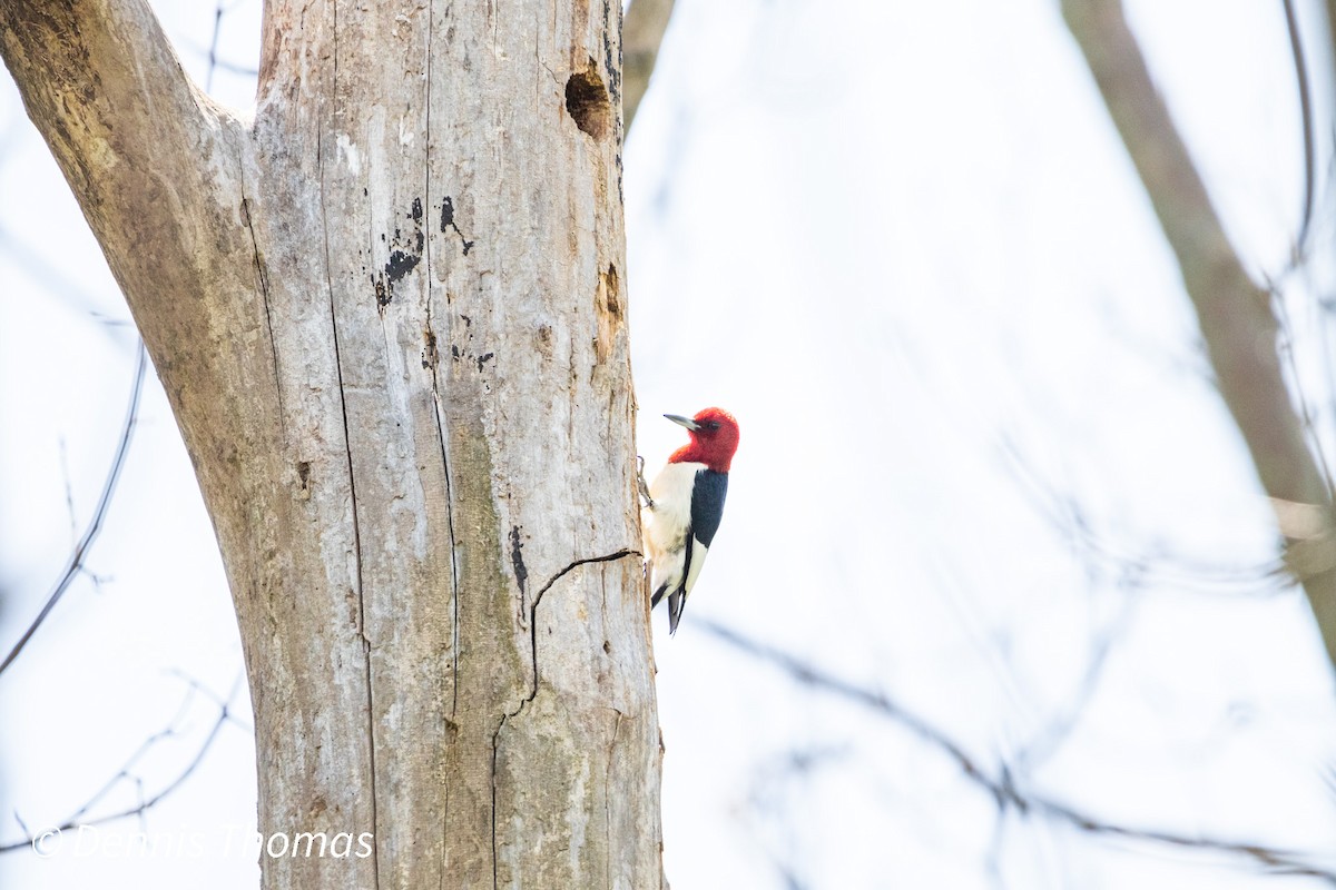Red-headed Woodpecker - ML456116951