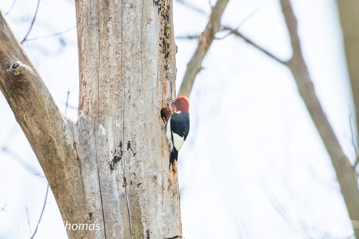 Red-headed Woodpecker - ML456116971