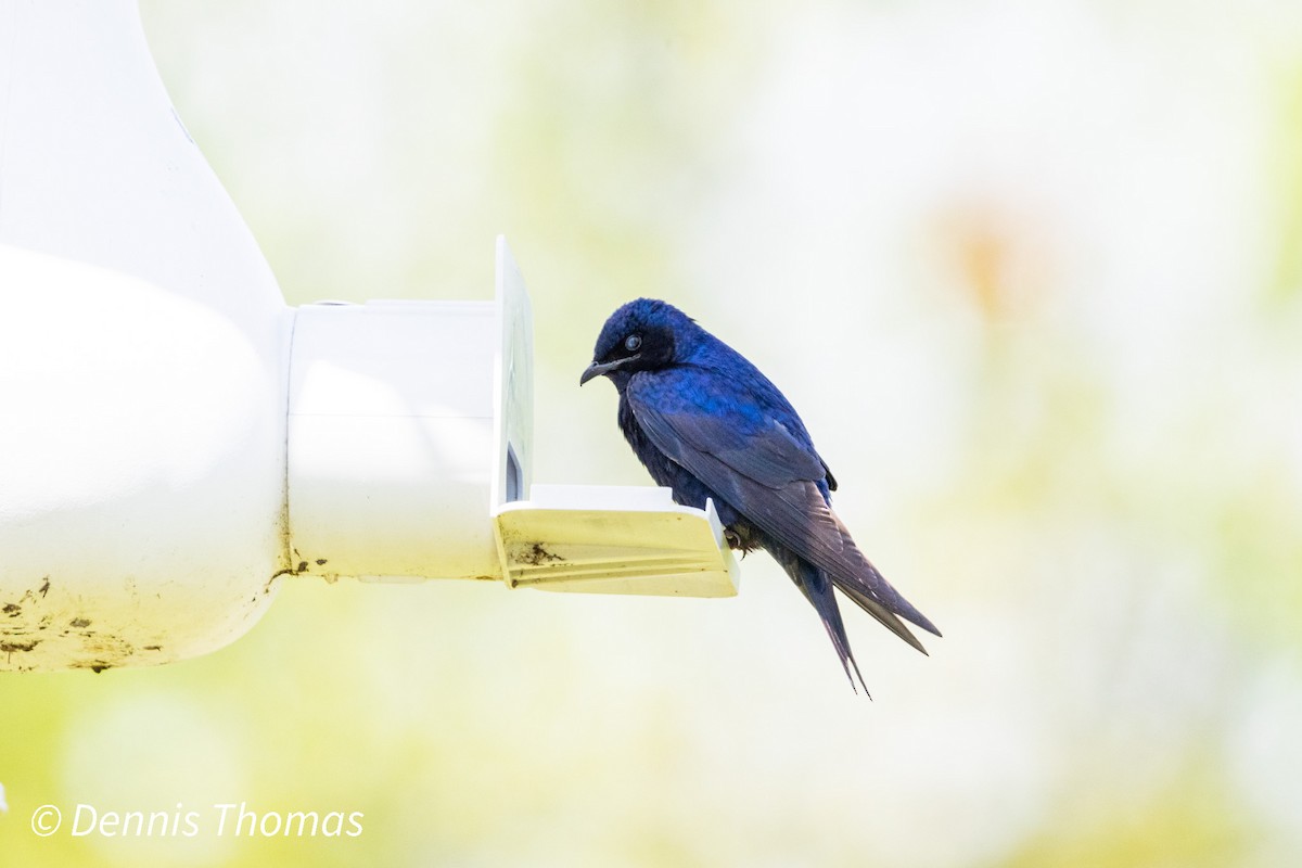 Purple Martin - ML456116991