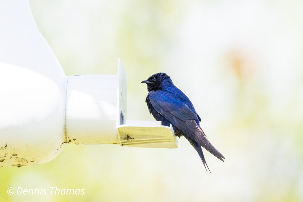 Purple Martin - ML456117031