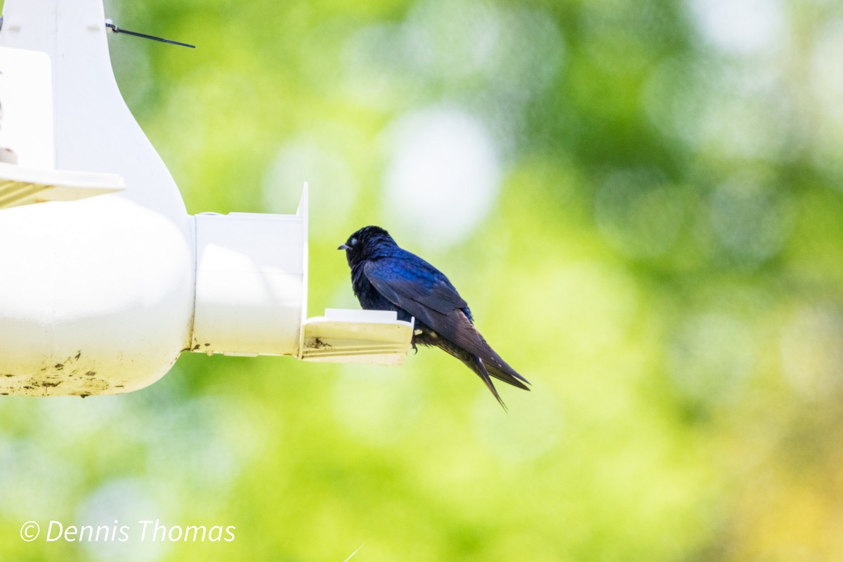 Purple Martin - ML456117041