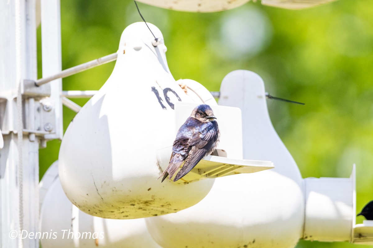 Purple Martin - ML456117051
