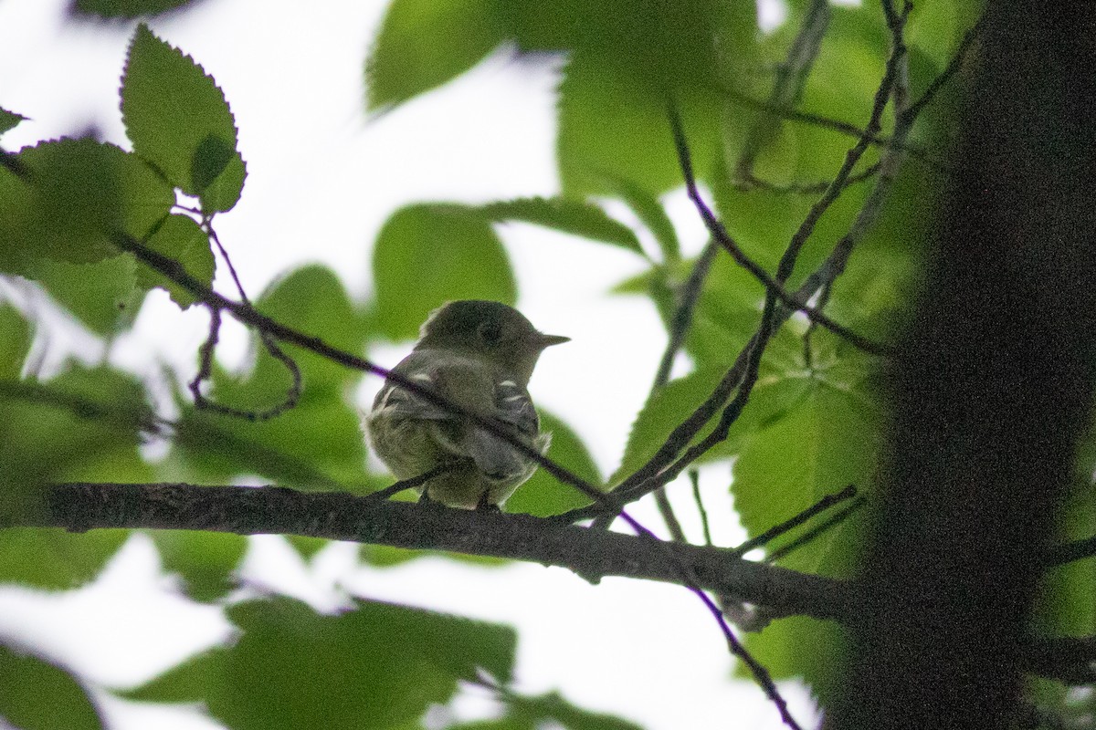 Yellow-bellied Flycatcher - ML456118361