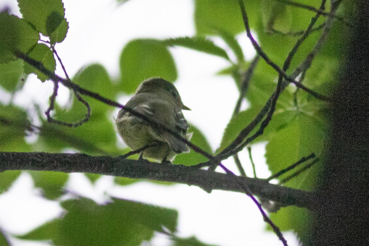 tyranovec žlutobřichý - ML456118371