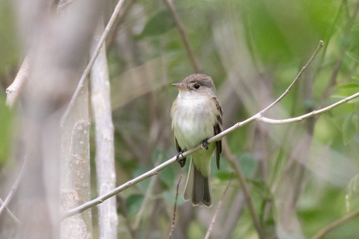 Alder Flycatcher - ML456118501