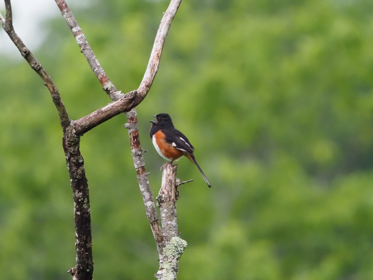 Eastern Towhee - ML456118771