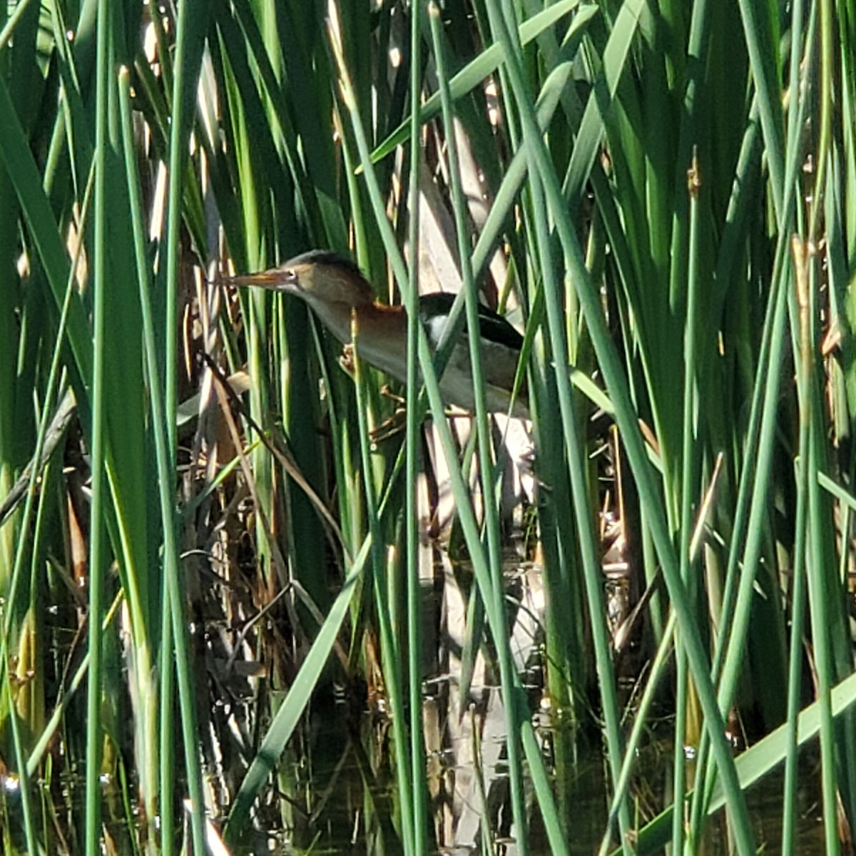 Least Bittern - ML456119401