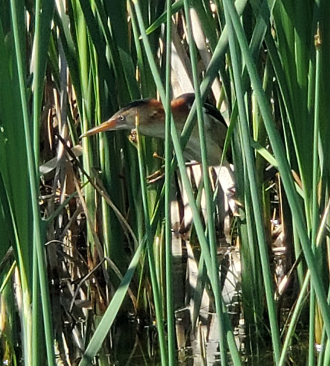 Least Bittern - ML456121111