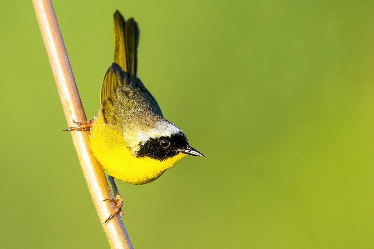 Common Yellowthroat - ML456121291