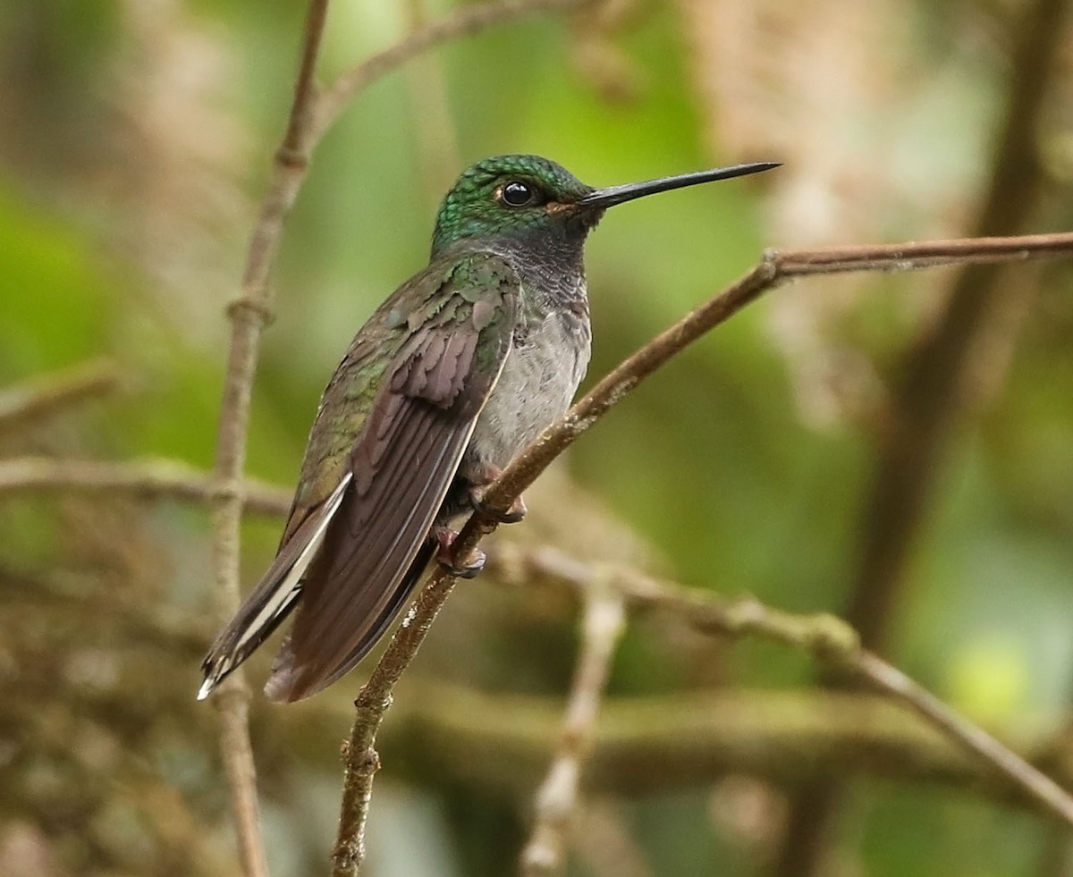kolibřík zelenohřbetý - ML456123451