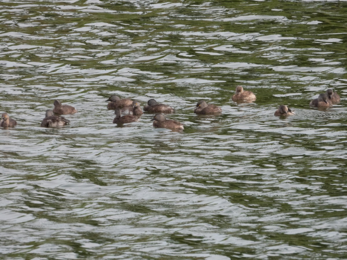 Least Grebe - ML456124281